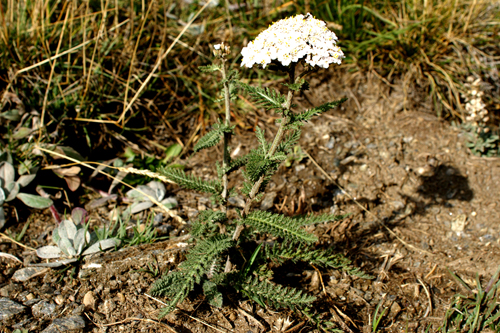 Achillea bianca montagna - A. millefolium